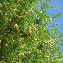 Load image into Gallery viewer, Sunshine Wattle Flower Remedy