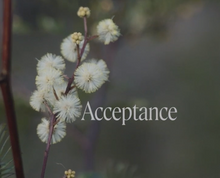 Load image into Gallery viewer, Sunshine Wattle Flower Essence Remedy