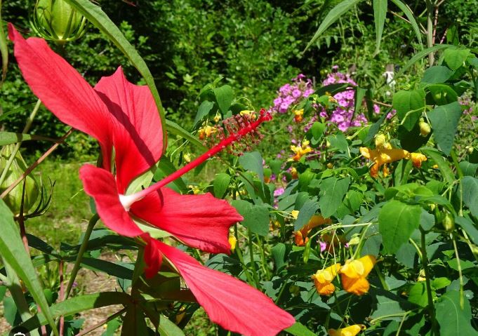 Texas Mallow Flower Remedy