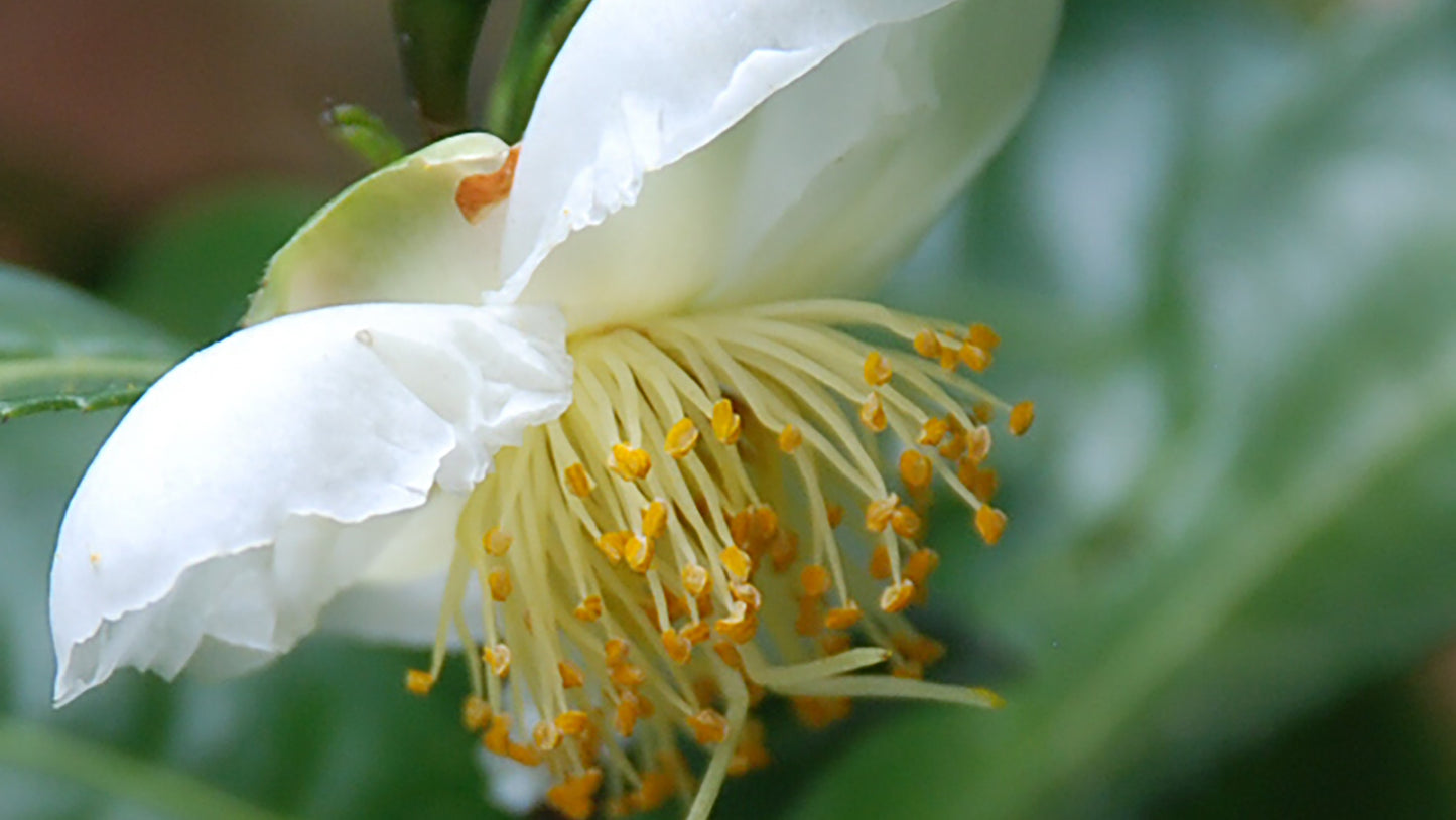 Thea Flower Remedy