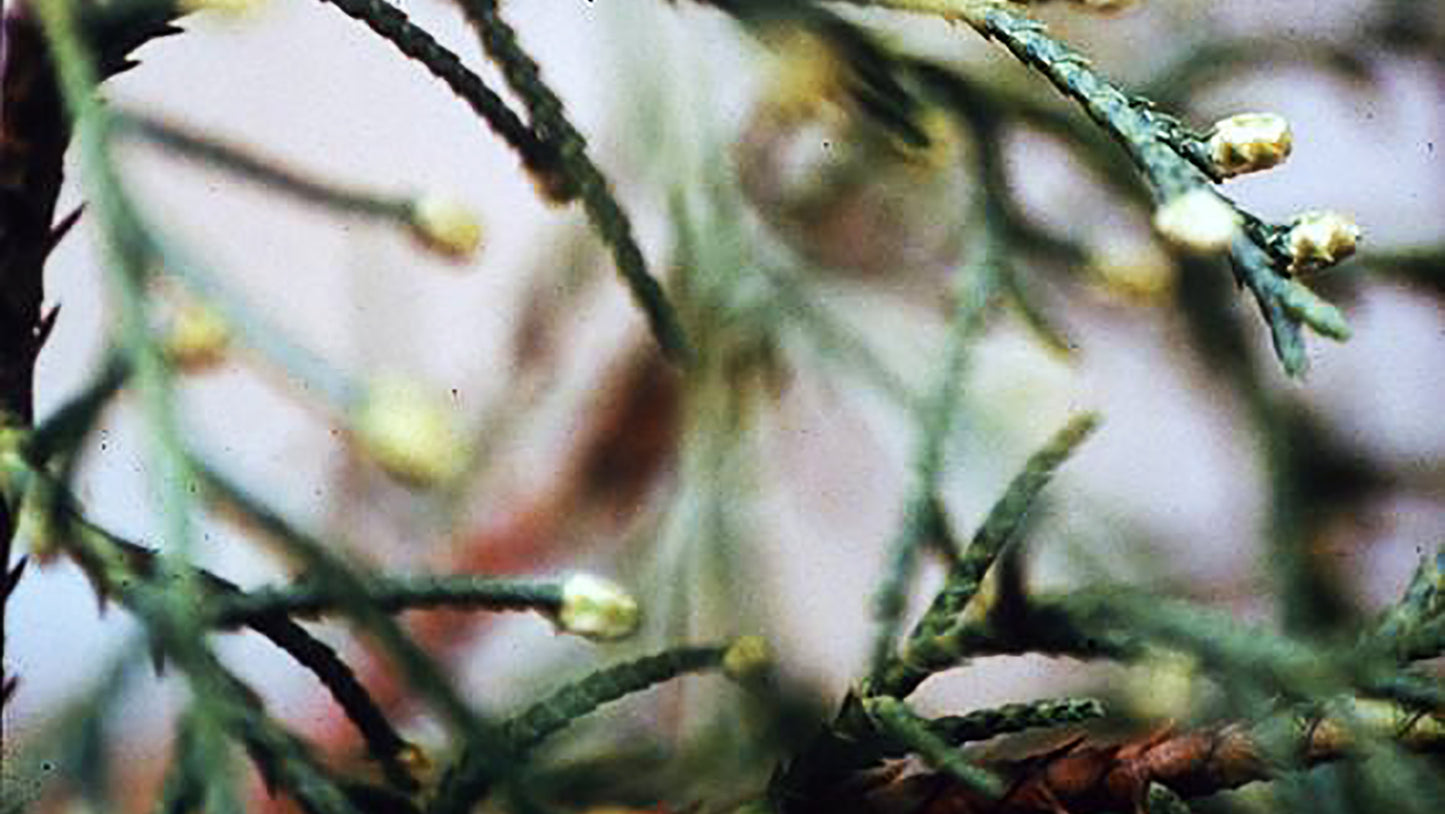 Tuia Flower Remedy