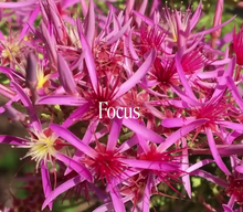 Load image into Gallery viewer, Turkey Bush Flower Essence Remedy