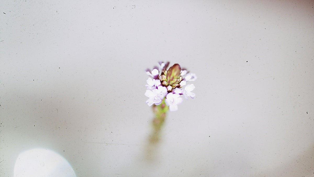 Verbena Flower Remedy
