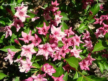 Load image into Gallery viewer, Weigela Flower Essence