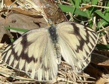 Load image into Gallery viewer, Weigela Flower Essence