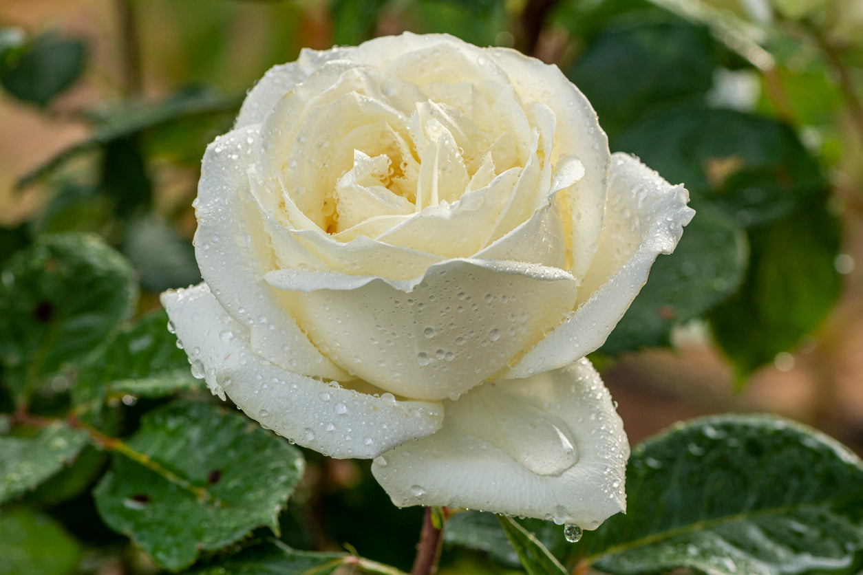 White Rose Flower Essence