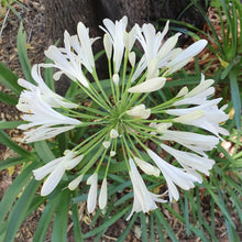 Load image into Gallery viewer, White Agapanthus Flower Remedy