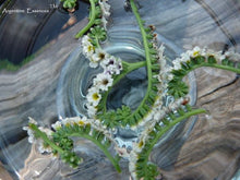 Load image into Gallery viewer, White Indian Heliotrope Flower Remedy