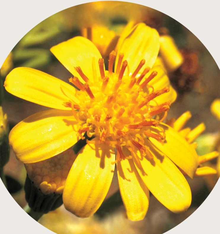 Tall Yellow Top Flower Essence Remedy