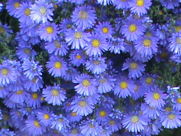 Blue Aster Flower Essence – Petite Fleur