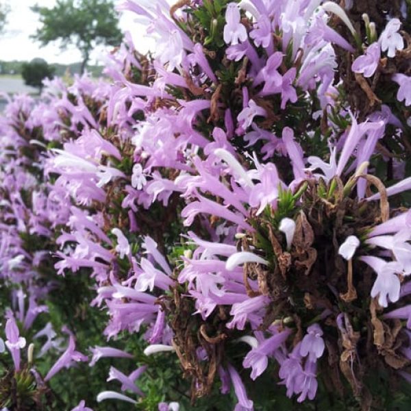 Mexican Oregano Flower Essence – Petite Fleur