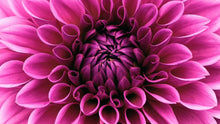 Load image into Gallery viewer, Ranunculus Flower Essence