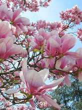 Load image into Gallery viewer, Japanese Magnolia Flower Remedy