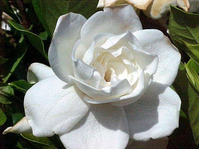 Gardenia Flower Essence – Petite Fleur