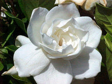Load image into Gallery viewer, Gardenia  Flower Essence