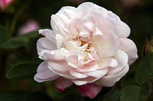 Load image into Gallery viewer, Alfredo de Damas Flower Remedy