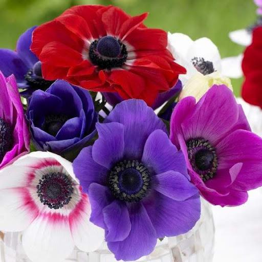 Anemone “The Wind Flower” Flower Essence – Petite Fleur