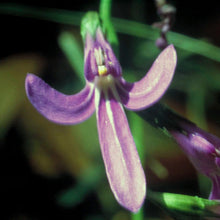Load image into Gallery viewer, Angelsword Flower Remedy Australian Bush Essences