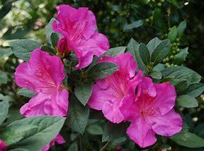 Azalea Flower Essence