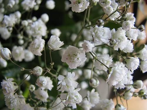Baby’s Breath Flower Essence – Petite Fleur