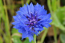 Load image into Gallery viewer, Bachelor Button, "corn flower" Flower Remedy