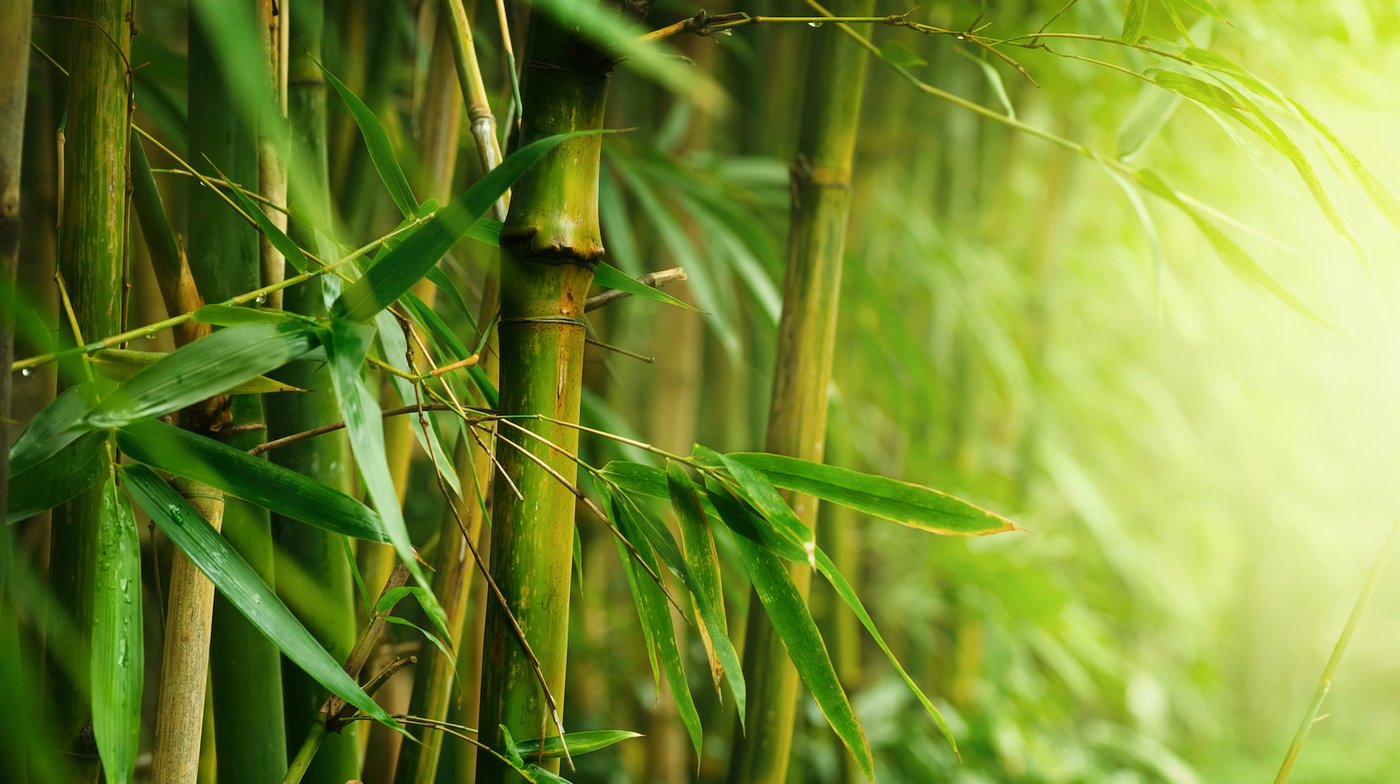 Bamboo Flower Remedy