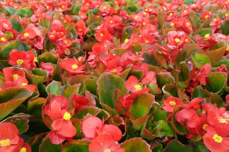 Begonia Flower Essence – Petite Fleur