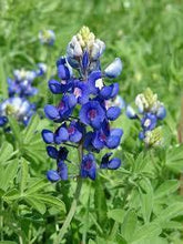 Load image into Gallery viewer, Bluebonnet Flower Remedy