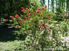 Load image into Gallery viewer, Bottlebrush Flower Remedy