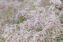 Load image into Gallery viewer, Baby's Breath Flower Remedy