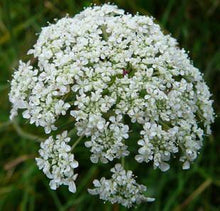 Load image into Gallery viewer, Carrot Flower Remedy