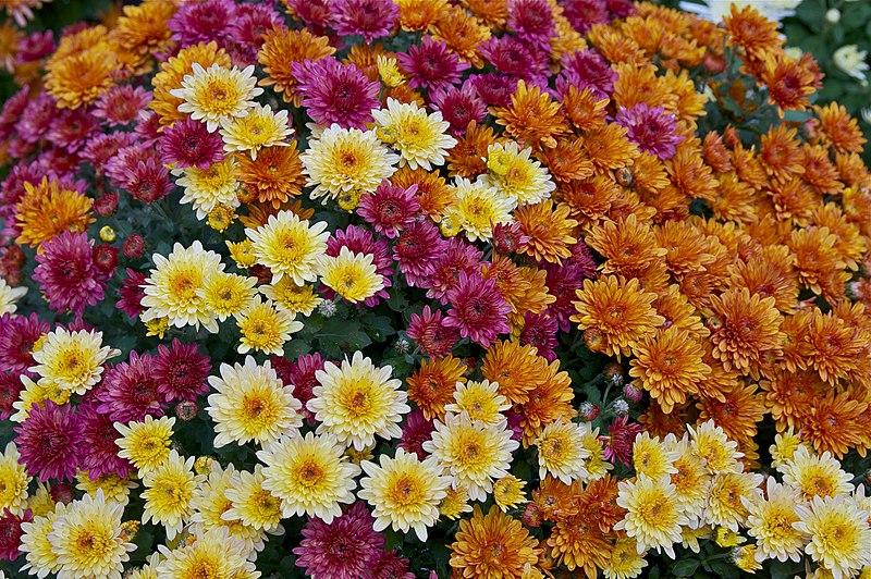 Garden Mum Flower Essence – Petite Fleur
