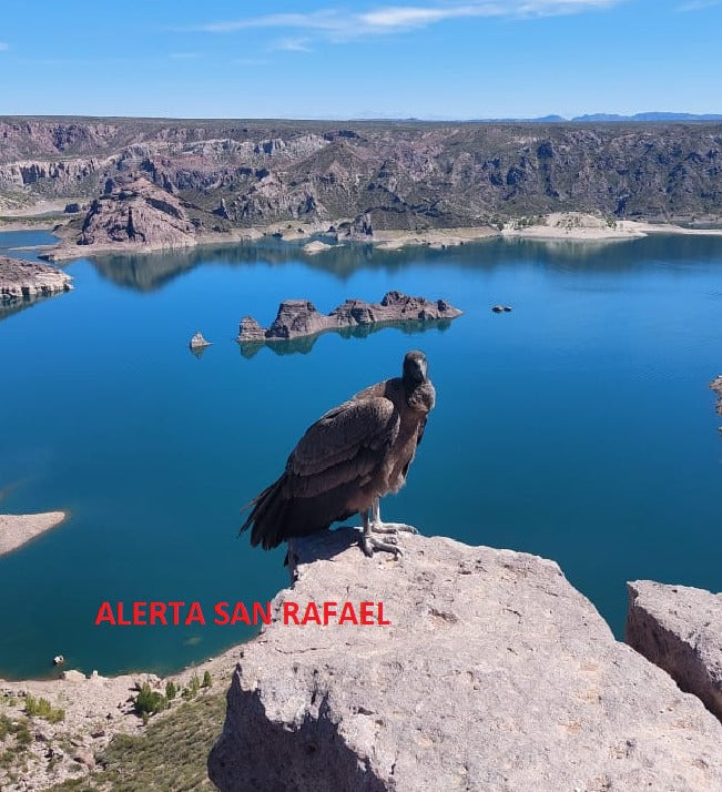 Condor Animal Vibrational Essence Remedy