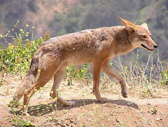 Coyote Animal Essence Vibrational Remedy