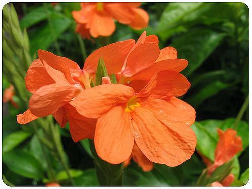 Crossandra Flower Remedy