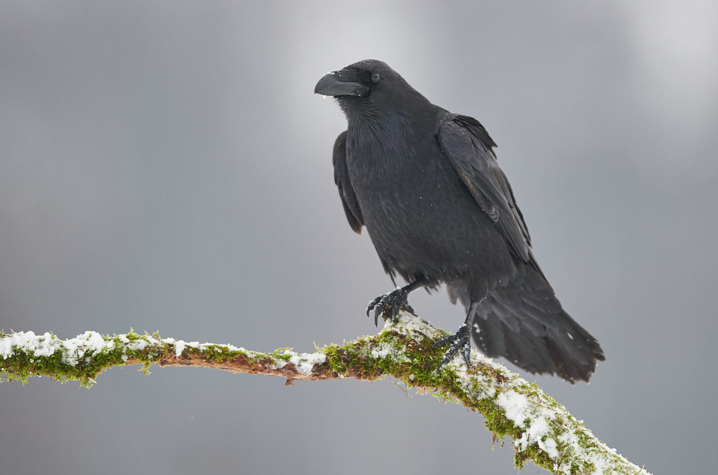 Crow Essence Vibrational Remedy