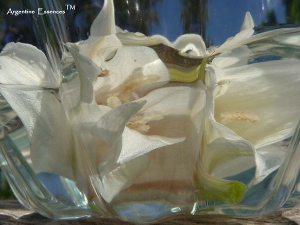 Easter Lily Flower Remedy