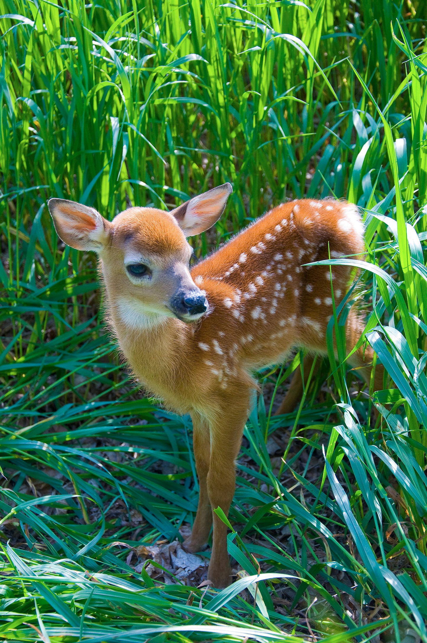 Fawn Animal Vibrational Essence Remedy