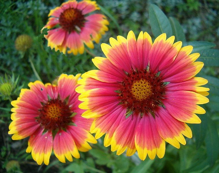Gaillardia Flower Remedy