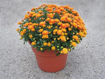 Garden Mum Flower Essence