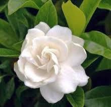 Gardenia Flower Essence