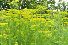 Load image into Gallery viewer, Dill Flower Essence