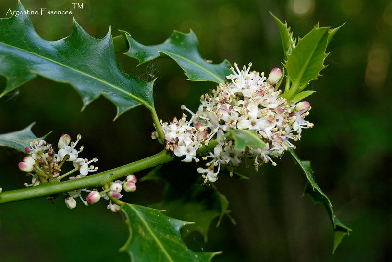 Holly Flower Remedy