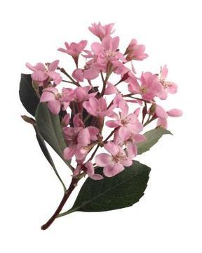 Pink Indian Hawthorne Flower Remedy
