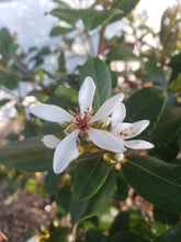 Load image into Gallery viewer, Indian Hawthorn Flower Remedy (Moonlight Infusion)