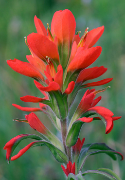 Indian Paintbrush Flower Remedy