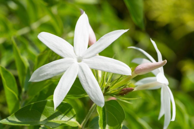 Jasmine “ Queen of Night ” Flower Essence