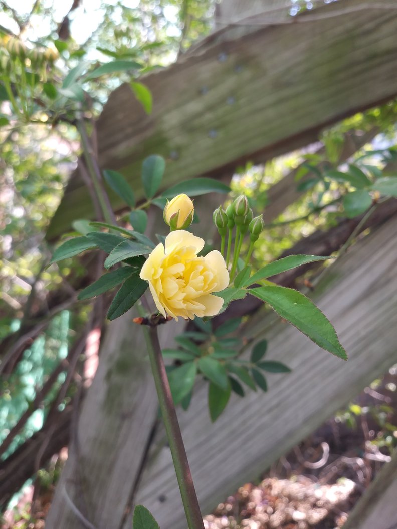 Lady Eubanksia Flower Remedy