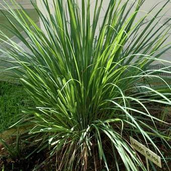 Lemon Grass Flower Remedy