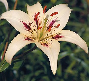 Lily Flower Essence – Petite Fleur